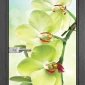 Стъклена Врата Gama Print G 13-3 Green Сив Кестен